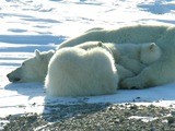 Polar Bear Photo Gallery