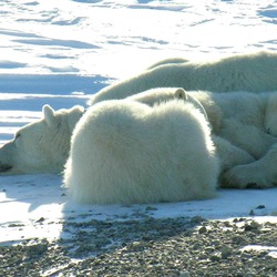 Polar Bear arctic mother and cubs