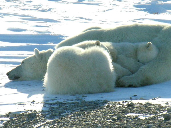 Polar Bear arctic mother and cubs