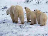 Polar Bear arctic mother cubs Ursus maritimus