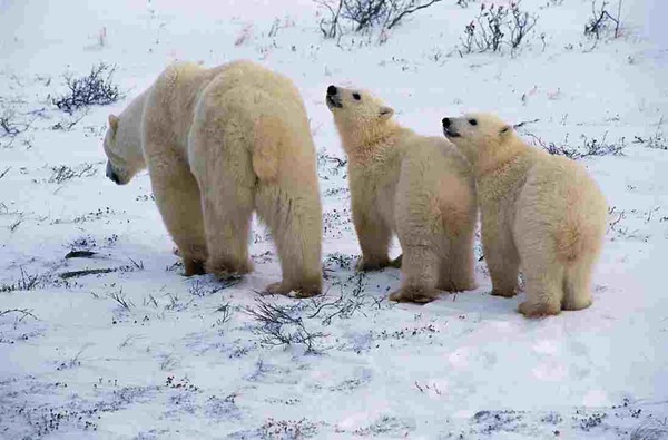 Polar Bear arctic mother cubs Ursus maritimus