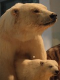 Polar Bear arctic mother with_cub