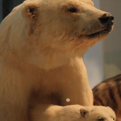 Polar Bear arctic mother with_cub