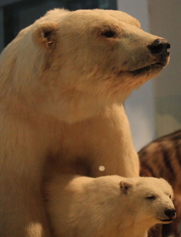 Polar Bear arctic mother with_cub