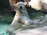 Polar Bear Photo Gallery