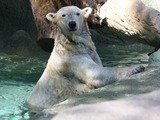 Polar Bear arctic oso Cincinnati Zoo