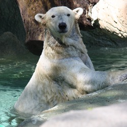 Polar Bear arctic oso Cincinnati Zoo