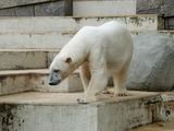 Polar Bear arctic oso zoo