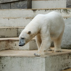 Polar Bear arctic oso zoo