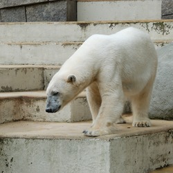 Polar Bear arctic oso zoo