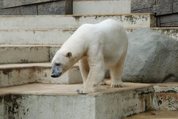 Polar Bear arctic oso zoo