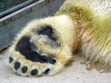 Polar Bear arctic paw 