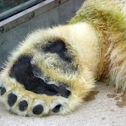 Polar Bear arctic paw 