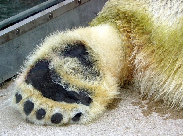 Polar Bear arctic paw 