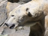 Polar Bear arctic profile portrait Cincinnati Zoo