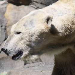 Polar Bear arctic profile portrait Cincinnati Zoo