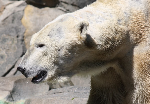 Polar Bear arctic profile portrait Cincinnati Zoo