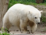 Polar Bear arctic pup cub baby