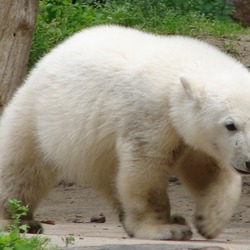 Polar Bear arctic pup cub baby