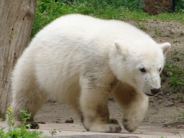 Polar Bear arctic pup cub baby