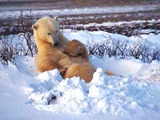 Polar Bear arctic relax snow