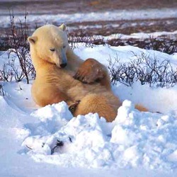 Polar Bear arctic relax snow