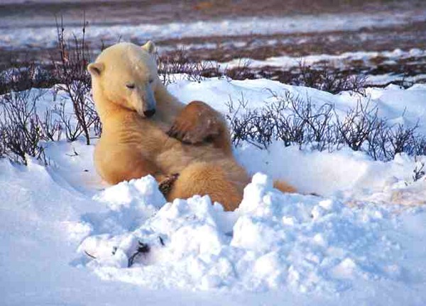 Polar Bear arctic relax snow