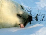 Polar Bear arctic sleeping face Ursus maritimus