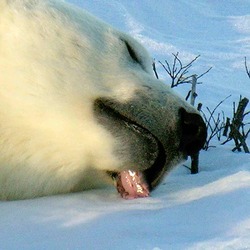 Polar Bear arctic sleeping face Ursus maritimus