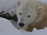 Polar Bear arctic snow Ursus maritimus