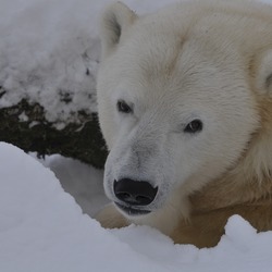 Polar Bear arctic snow Ursus maritimus