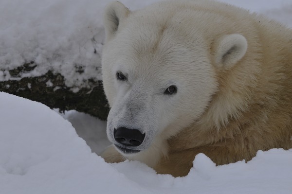 Polar Bear arctic snow Ursus maritimus