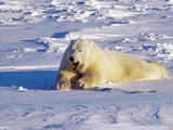 Polar Bear arctic snow wild