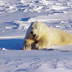 Polar Bear arctic snow wild