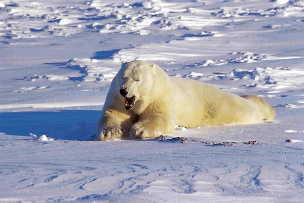 Polar Bear arctic snow wild