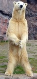 Polar Bear Photo Gallery