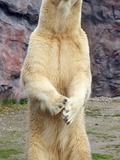 Polar Bear arctic standing Ursus maritimus