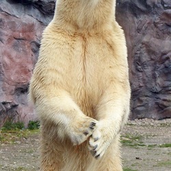 Polar Bear arctic standing Ursus maritimus