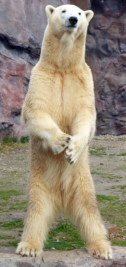 Polar Bear arctic standing Ursus maritimus