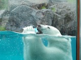 Polar Bear arctic swimming Canada