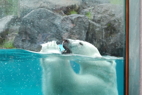 Polar Bear arctic swimming Canada