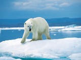 Polar Bear arctic walking ice