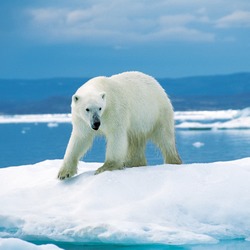 Polar Bear arctic walking ice