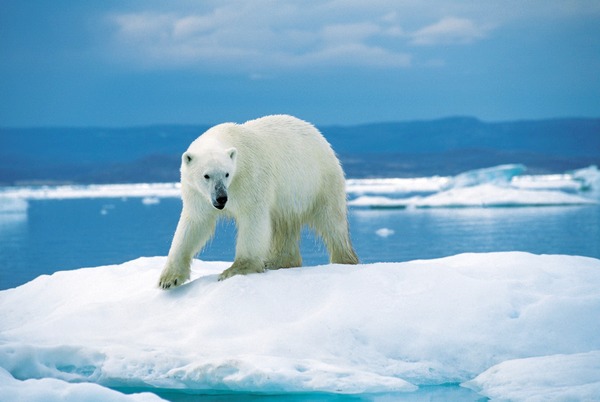 Polar Bear arctic walking ice