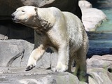 Polar Bear arctic white Cincinnati Zoo (2)