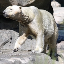 Polar Bear arctic white Cincinnati Zoo (2)