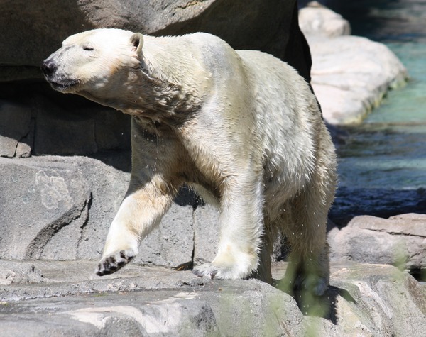 Polar Bear arctic white Cincinnati Zoo (2)