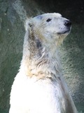 Polar Bear arctic white Cincinnati Zoo