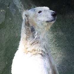 Polar Bear arctic white Cincinnati Zoo