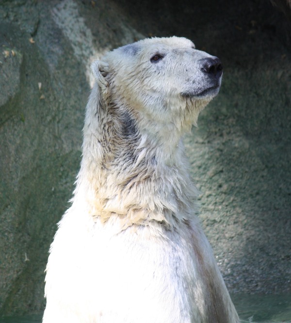 Polar Bear arctic white Cincinnati Zoo
